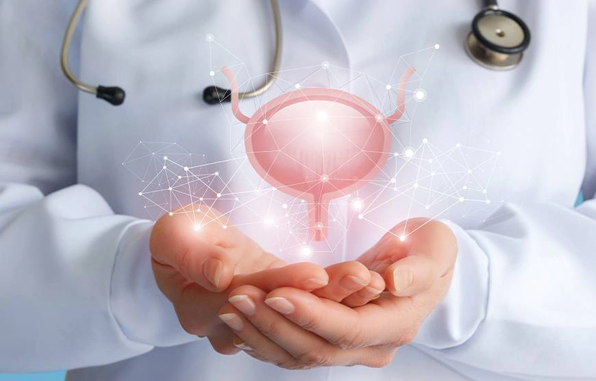 Urologist holding a model of a healthy bladder